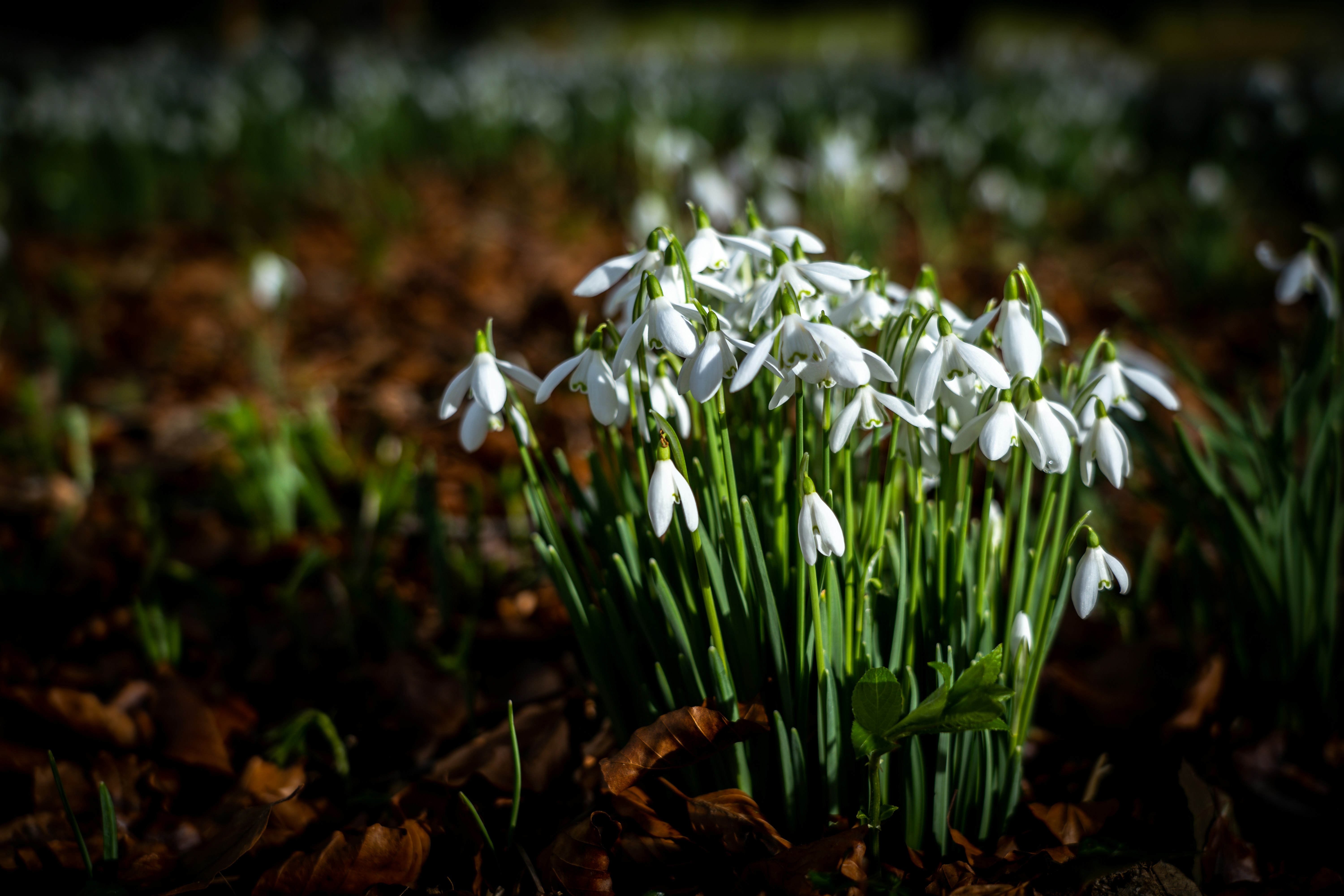 white flowers on brown dried leaves